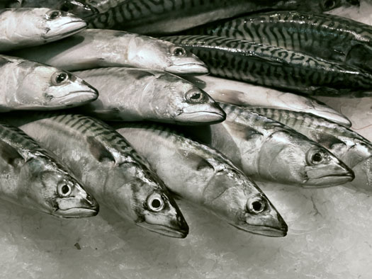 Maquereaux sur marché à Saintes