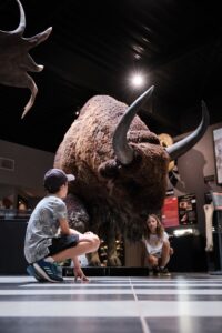 Hall d'accueil Paléosite, enfant devant bison.