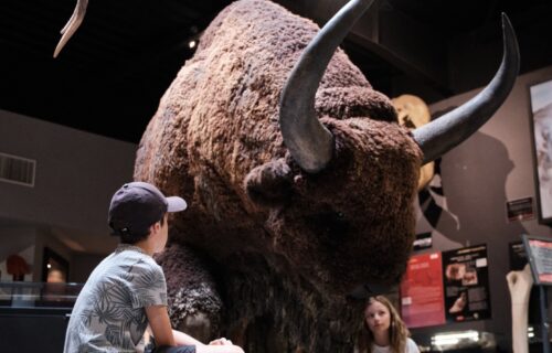 Hall d'accueil Paléosite, enfant devant bison.